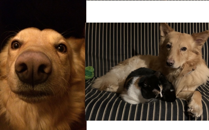 Zbiórka Operacja psa Lumpka - zdjęcie główne