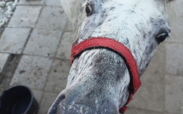 Zbiórka Pomoc finansowa dla 13 koni - zdjęcie główne