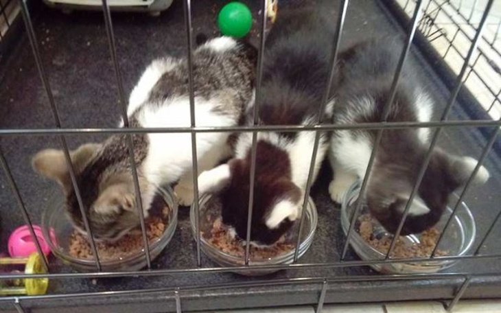 Zbiórka Dla Niczyjakow na tymczasie. - zdjęcie główne