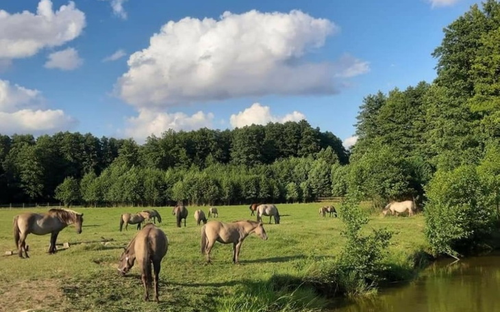 Zbiórka Przytulisko Konika Polskiego - zdjęcie główne