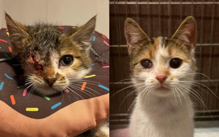 Porównanie dwóch kotów z uszkodzeniami oczu.