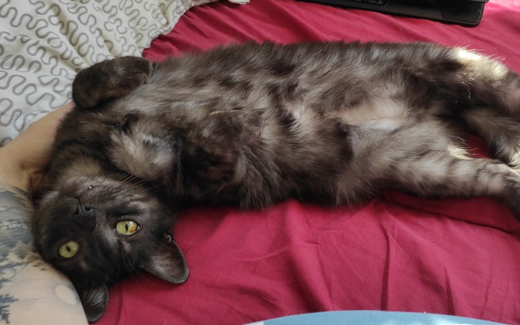 Zbiórka zbiórka na leczenie Cheddara - zdjęcie główne