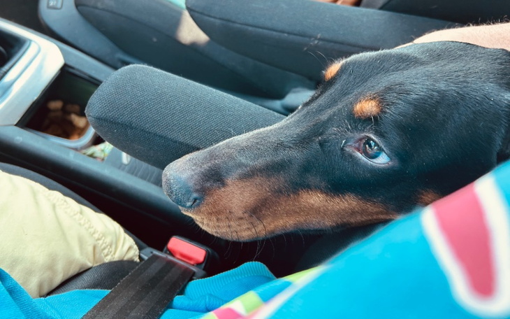 Pies w samochodzie, z głową opartą na kolanach właściciela.