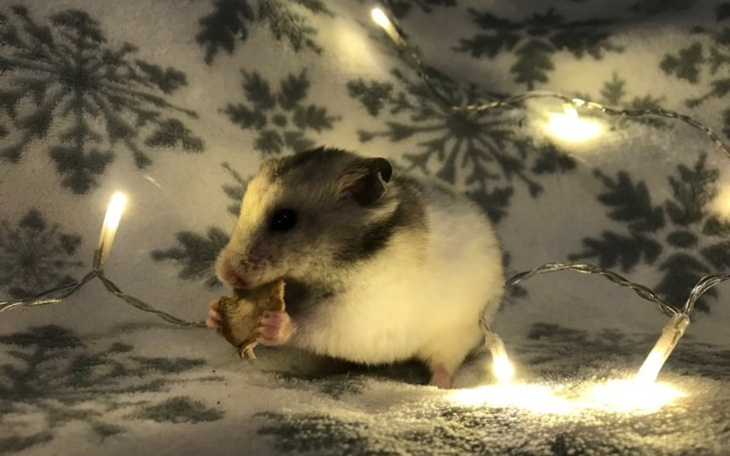 Zbiórka Zimowe Ziemniaczarium - zdjęcie główne