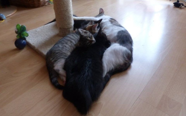 Zbiórka Faktura z zooplusa - zdjęcie główne