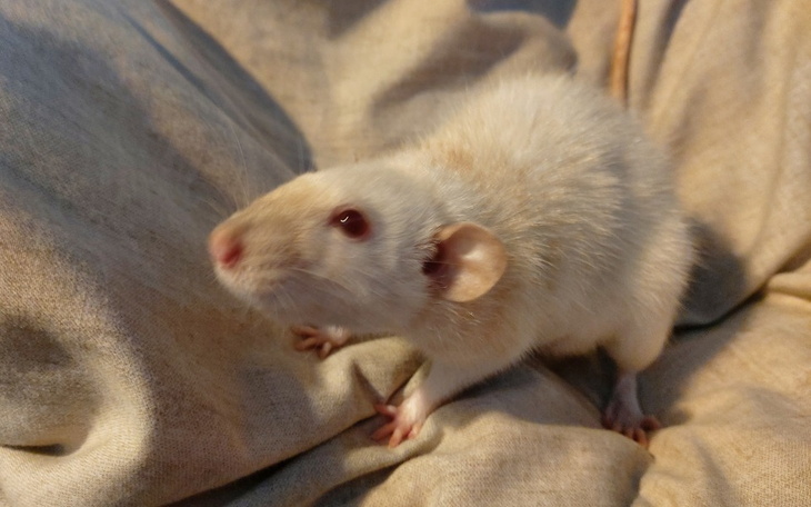 Zbiórka Luna-szczurek z wielkim ropniem - zdjęcie główne