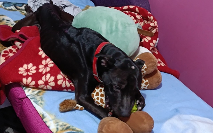 Zbiórka Leczenie i hotel dla psów - zdjęcie główne