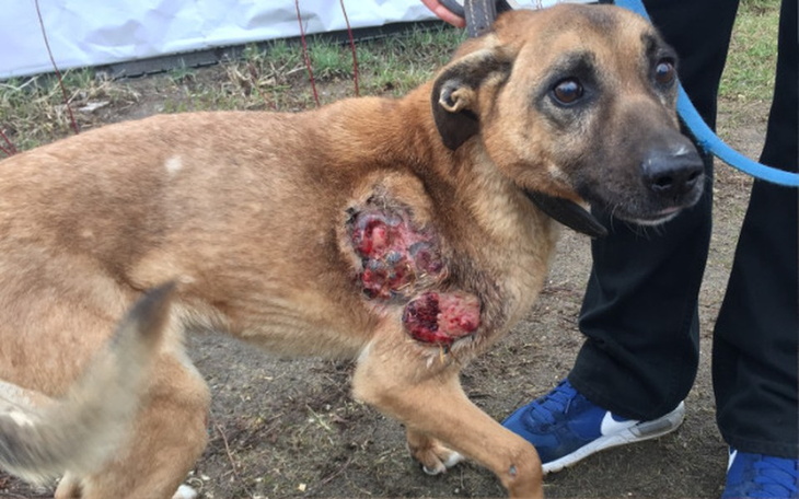 Zbiórka DLA Szarika! - zdjęcie główne