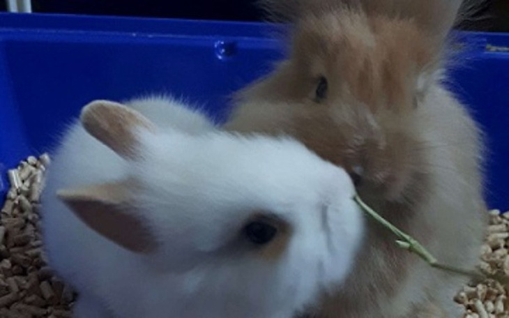 Zbiórka Na lepsze życie Pusi i Grubcia - zdjęcie główne