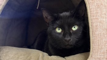 Zbiórka Na wiosenne porządki w kociarni - miniaturka zdjęcia