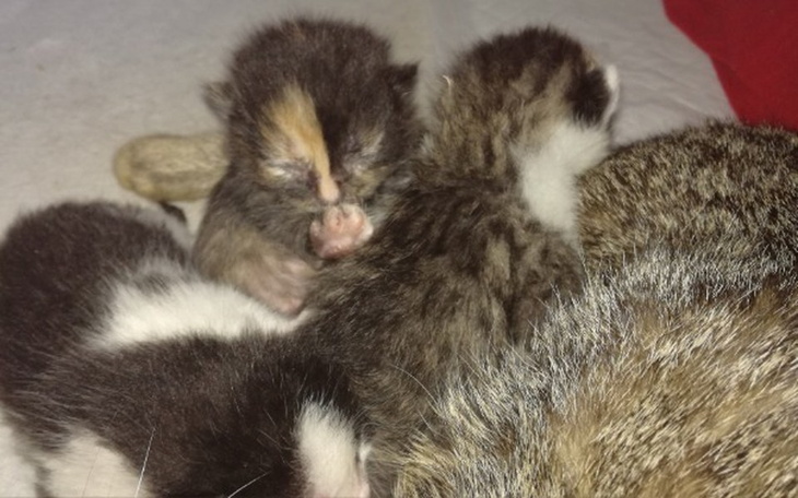 Zbiórka Maluchy proszą o pomoc - zdjęcie główne