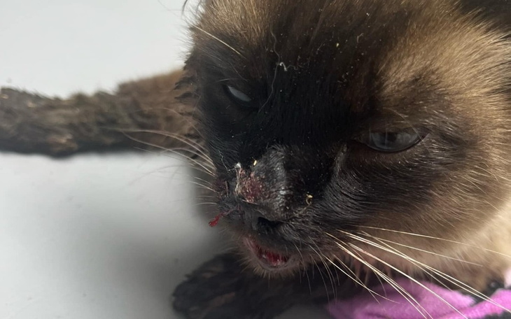 Chory kot z raną na nosie, potrzebujący pomocy weterynaryjnej.