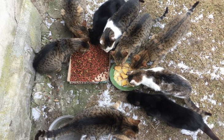 Zbiórka Zbiórka na kastrację kotów - zdjęcie główne