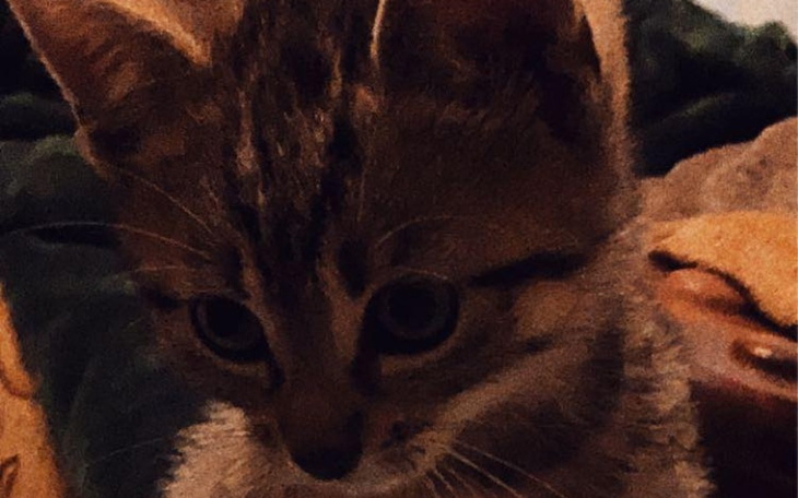 Zbiórka serduszko Zosi - zdjęcie główne