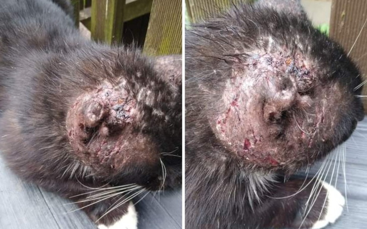 Zbiórka Leczenie kota z gnijącą głową - zdjęcie główne