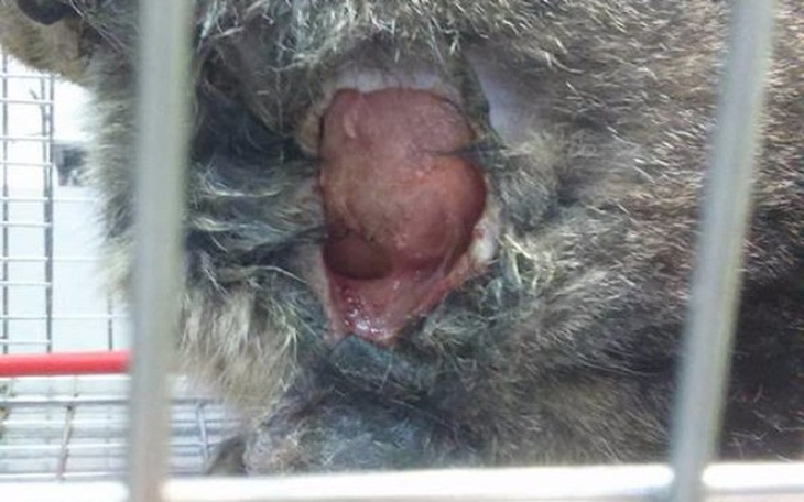 Zbiórka Na Pomoc Kotu... TOZ Police - zdjęcie główne