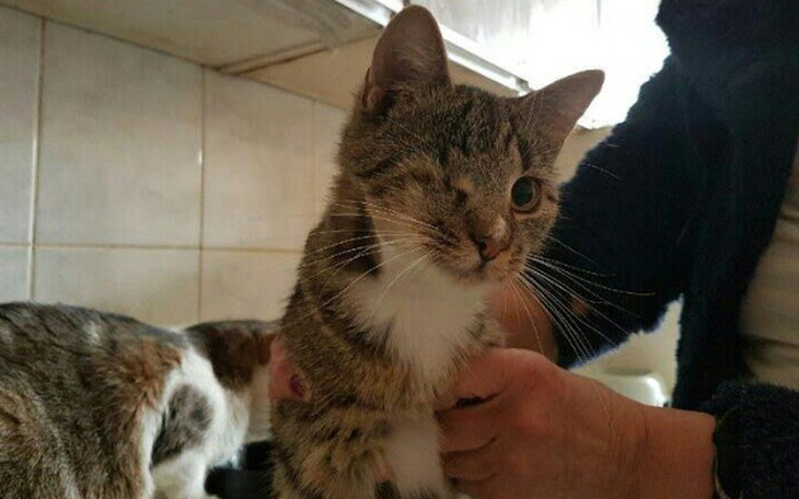 Zbiórka Na Ratunek Kociakom - zdjęcie główne