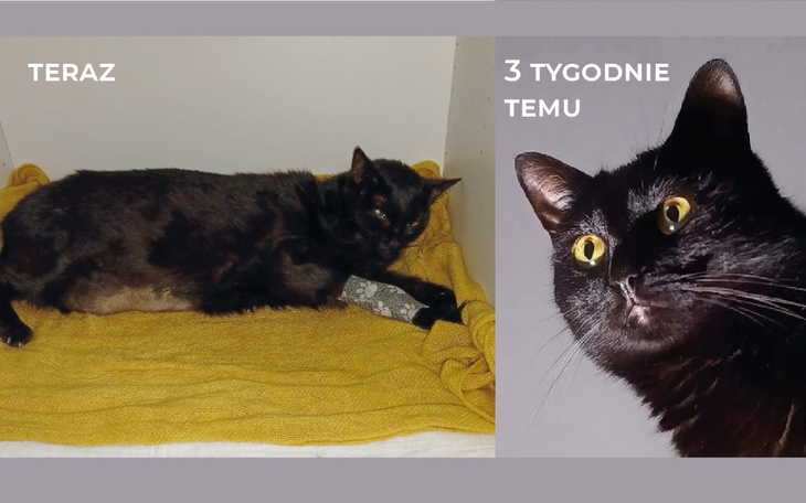 Zbiórka Babunia walczy z FIP, na leki - zdjęcie główne