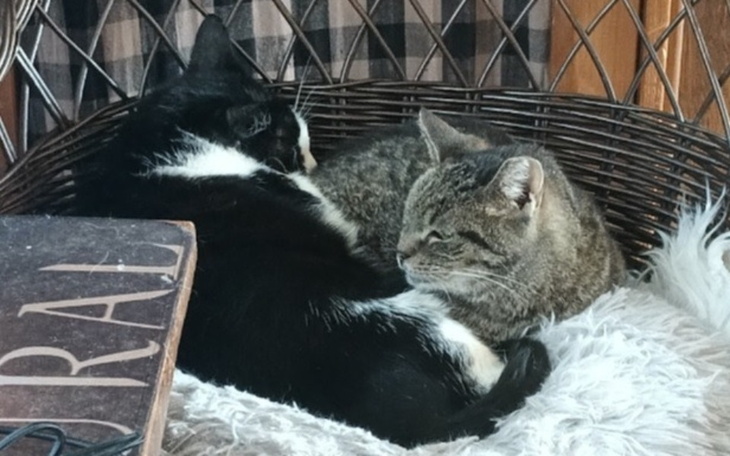 Dwa koty śpiące razem w koszu, otulone miękkim kocem.