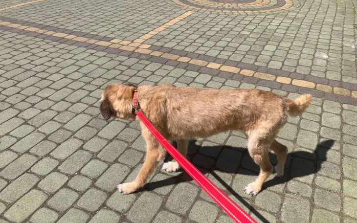 Pies na smyczy spacerujący po brukowanej alejce.