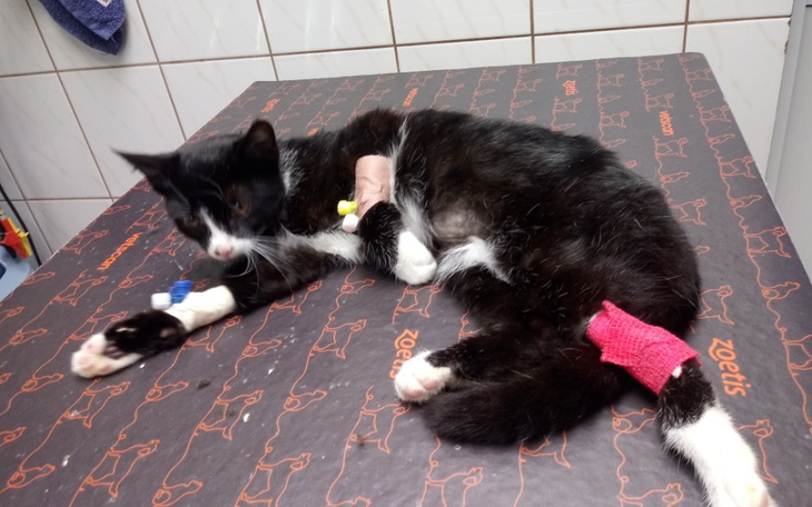 Zbiórka Ratujemy koci dom tymczasowy - zdjęcie główne