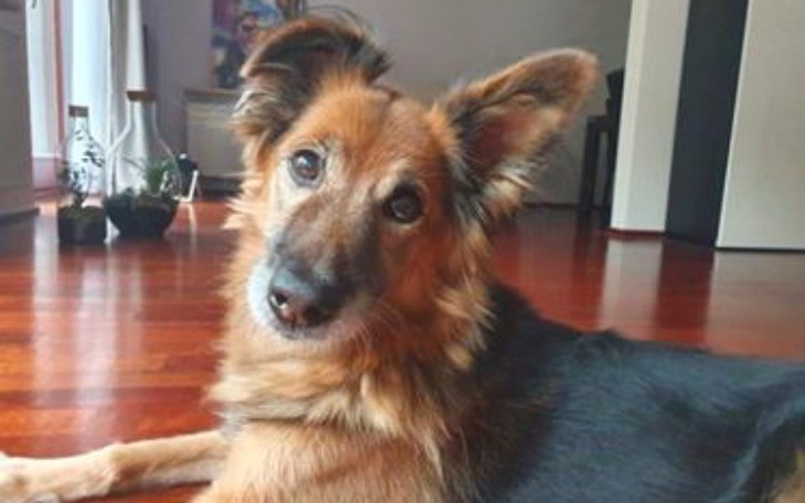 Zbiórka Hotelik dla Sary - zdjęcie główne