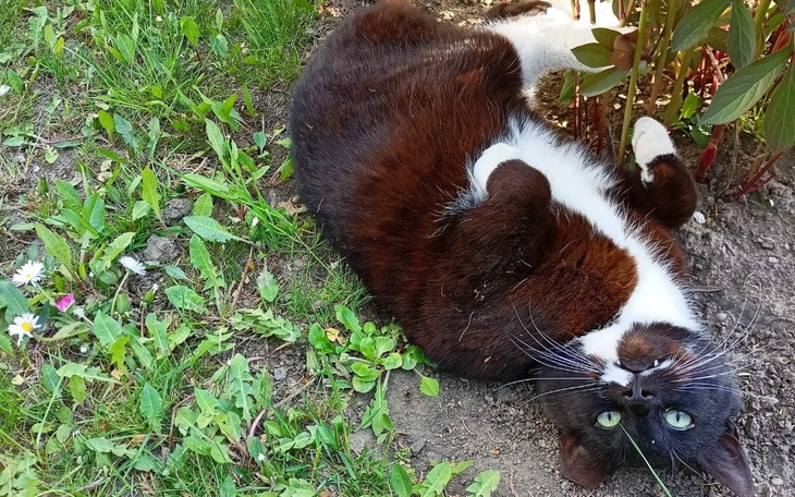 Zbiórka Druga szansa Bojka - zdjęcie główne