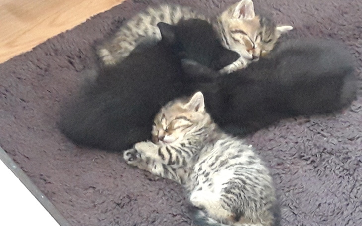 Zbiórka Zbiurka na chorego kota - zdjęcie główne