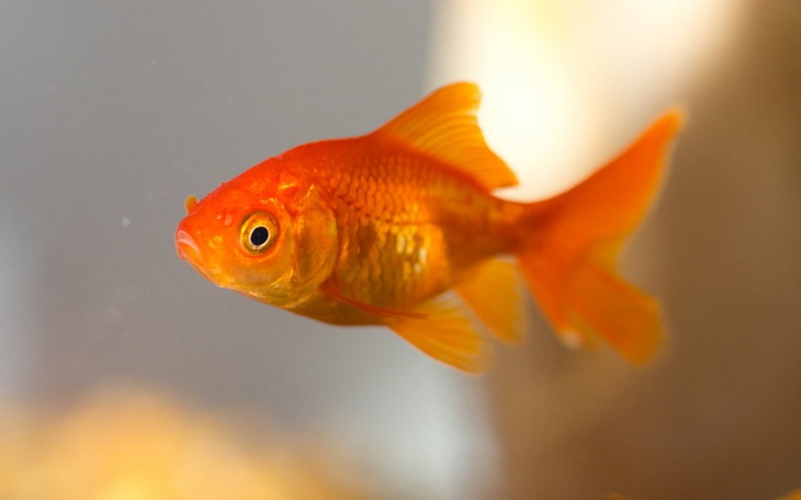 Zbiórka Zbieram na rybe I dobre warunki - zdjęcie główne