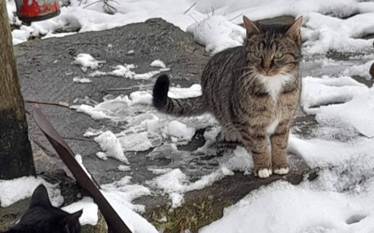 Zbiórka Na kastracje kocurków z działek. - zdjęcie główne