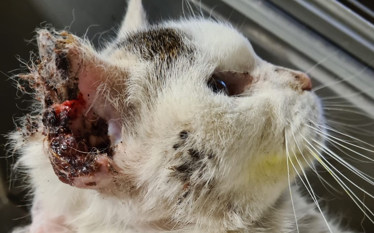 Zbiórka Czas choroby, miłości, dobroci - zdjęcie główne