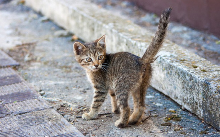 Zbiórka Kocia zima - zdjęcie główne