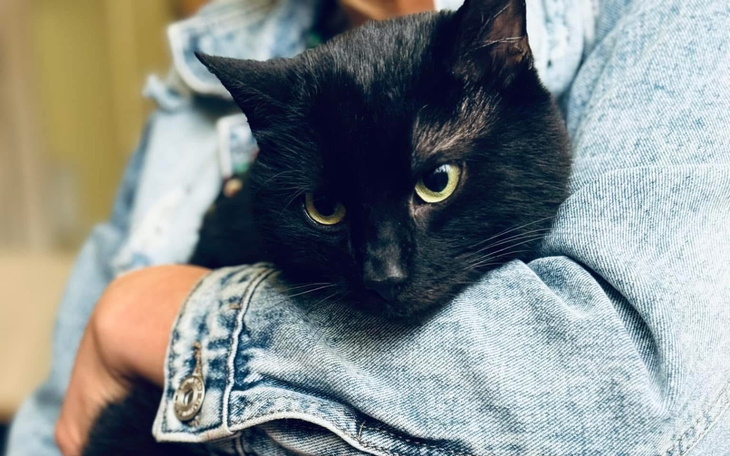 Czarny kot w ramionach właściciela, z wyrazem smutku.