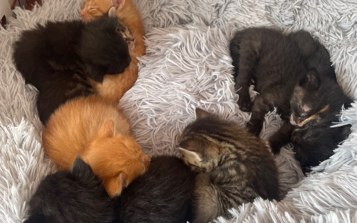 Zbiórka 8 kociaków i sterylizacja - zdjęcie główne