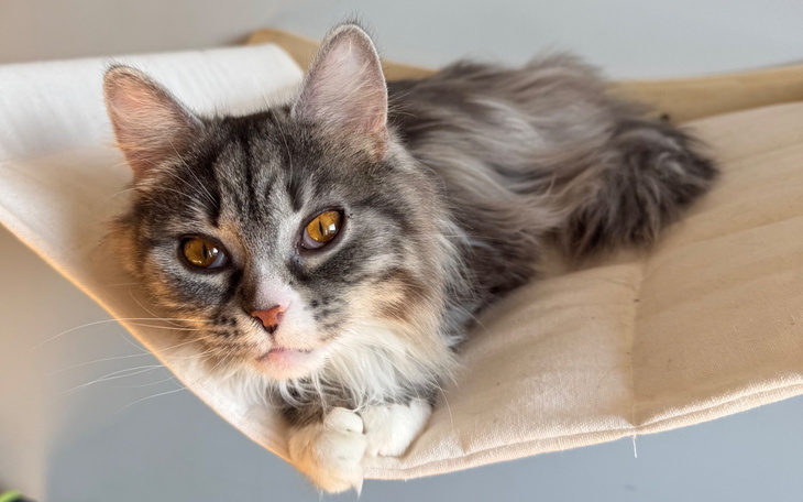 Kot leżący na półce, z pięknymi oczami.