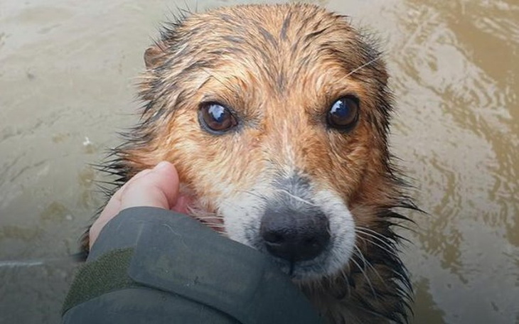 Zbiórka Dramat tonących zwierząt - zdjęcie główne