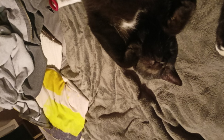 Zbiórka zbieranie na chorego kota z fip - zdjęcie główne