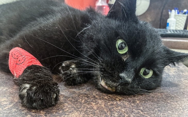 Zbiórka Czy zabije nas zaraza - zdjęcie główne