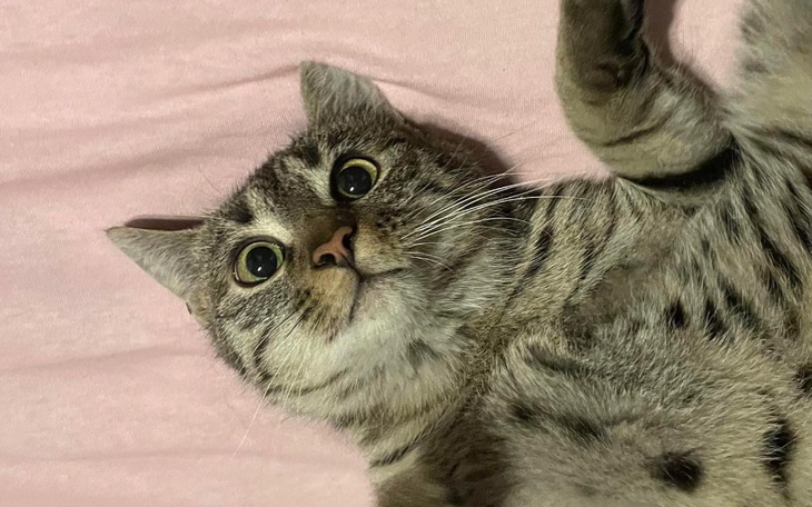 Zbiórka Leon pilnie potrzebuje operacji - zdjęcie główne