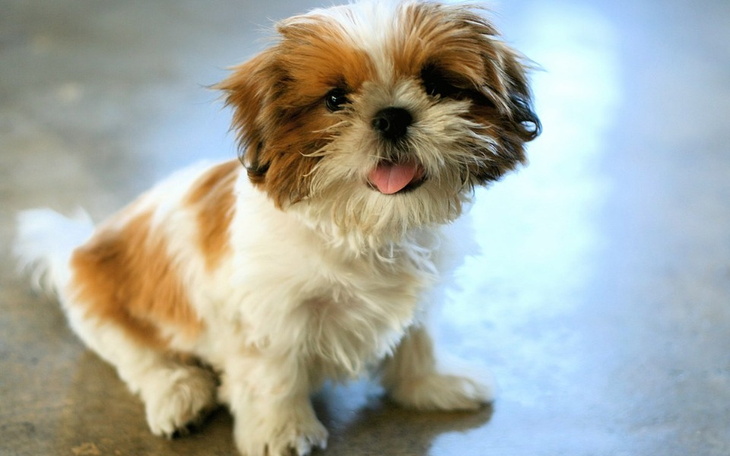 Zbiórka na pieska shi tzu - zdjęcie główne