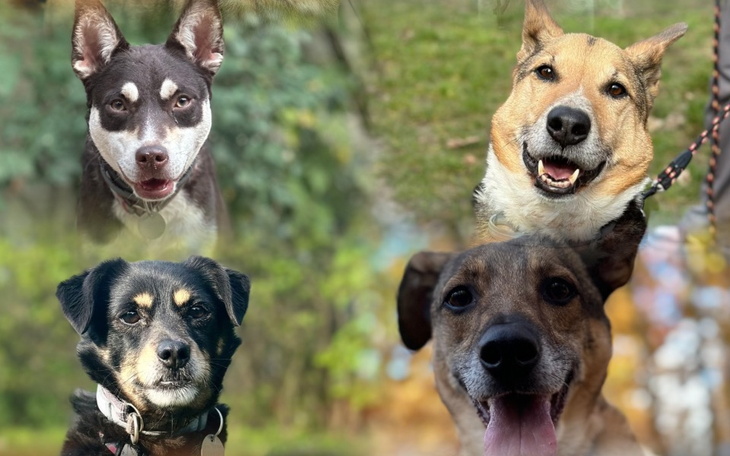 Zbiórka Karma dla psianiołków - zdjęcie główne