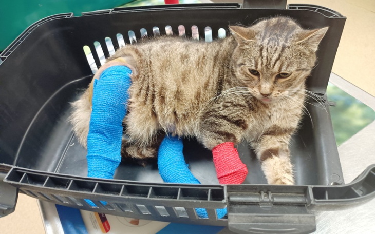 Zbiórka Operacja i leczenie Selenki - zdjęcie główne