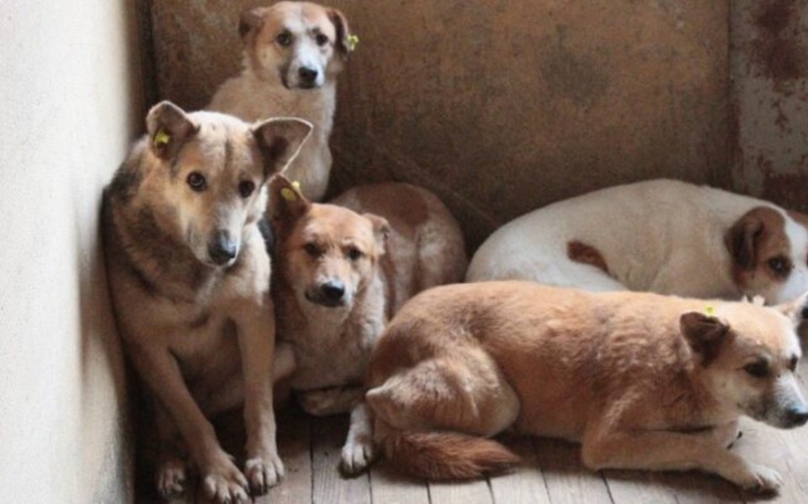 Zbiórka Zbiórka na leczenie zwierząt - zdjęcie główne