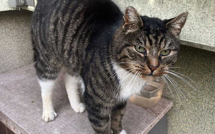 Zbiórka Na weterynarza dla Skarpetki - zdjęcie główne