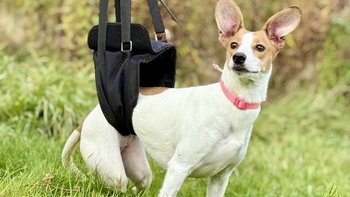 Zbiórka Nowy kręgosłup Elizki - miniaturka zdjęcia