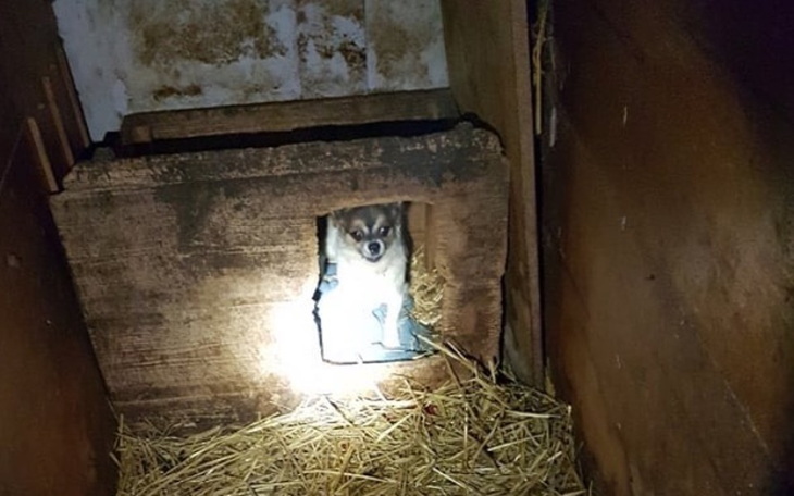 Zbiórka Zgnębione maleństwa z pseudo - zdjęcie główne