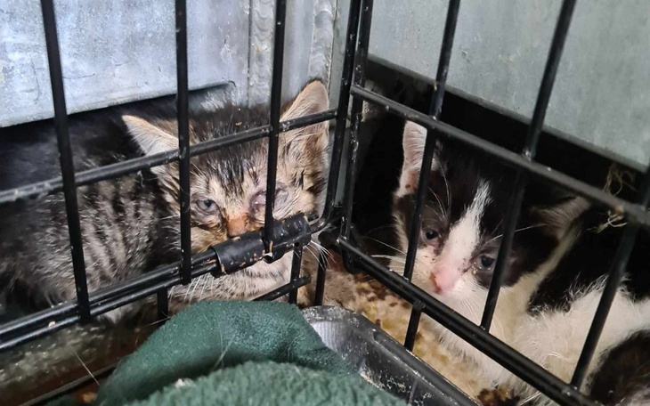 Zbiórka Kolejne bidulki czekają na pomoc - zdjęcie główne