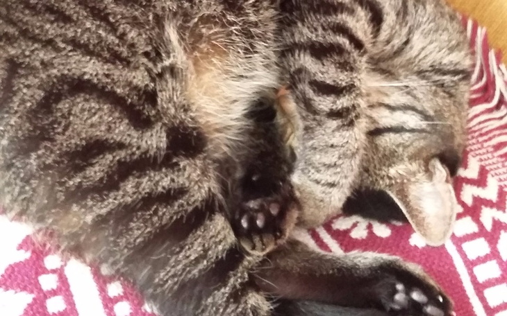 Zbiórka Opał, opłaty, karma dla zwierząt - zdjęcie główne