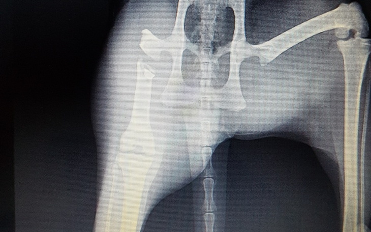 Zbiórka operacja zlamanego uda u kotki - zdjęcie główne