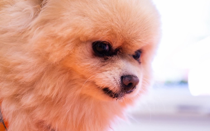 Pies rasy pomeranian z puszystym futrem, patrzący w stronę obiektywu.